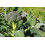 SAFLAX Geschenk Set - Broccoli - Calabrese - Brassica - 100 Samen 8