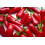 SAFLAX Geschenk Set - Chili - Barak - Capsicum - 15 Samen 4