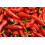 SAFLAX Geschenk Set - Chili - Barak - Capsicum - 15 Samen 7