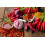 SAFLAX Geschenk Set - Chili - Barak - Capsicum - 15 Samen 6
