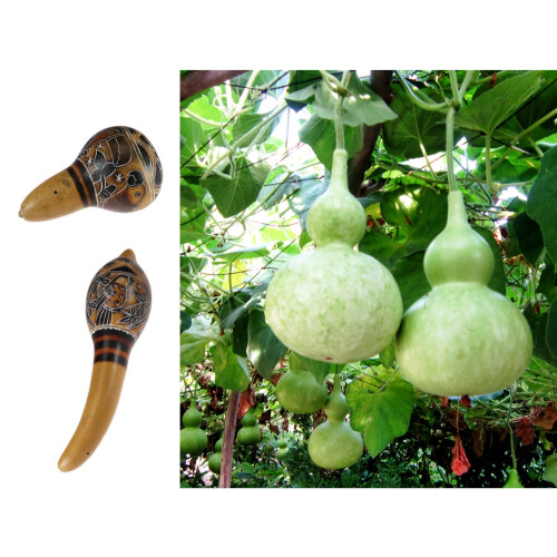 SAFLAX Geschenk Set - Riesenkalebasse - Lagenaria - 15 Samen 2