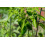 SAFLAX Geschenk Set - Chili – Jalapeno - Capsicum - 20 Samen 4