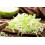 SAFLAX Geschenk Set - Chinakohl - Granat - Brassica - 40 Samen 8