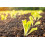 SAFLAX Geschenk Set - Chinakohl - Granat - Brassica - 40 Samen 3