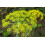 SAFLAX Geschenk Set - Dill - Anethum - 700 Samen 3