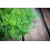 SAFLAX Geschenk Set - Dill - Anethum - 700 Samen 8