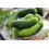 SAFLAX Geschenk Set - Gurke - Vorgebirgstraube - Cucumis - 15 Samen 4