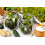 SAFLAX Geschenk Set - Gurke - Vorgebirgstraube - Cucumis - 15 Samen 5