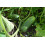 SAFLAX Geschenk Set - Gurke - Vorgebirgstraube - Cucumis - 15 Samen 7