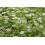 SAFLAX Geschenk Set - Koriander - Coriandrum - 150 Samen 6