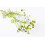 SAFLAX Geschenk Set - Koriander - Coriandrum - 150 Samen 5