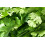 SAFLAX Geschenk Set - Koriander - Coriandrum - 150 Samen 4