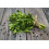 SAFLAX Geschenk Set - Koriander - Coriandrum - 150 Samen 8