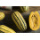 SAFLAX Geschenk Set - Kürbis - Delicata - Cucurbita - 6 Samen 3