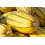 SAFLAX Geschenk Set - Kürbis - Delicata - Cucurbita - 6 Samen 8