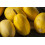 SAFLAX Geschenk Set - Kürbis - Spaghetti - Cucurbita - 5 Samen 4