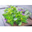 SAFLAX Geschenk Set - Majoran - Origanum - 700 Samen 7