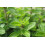 SAFLAX Geschenk Set - Majoran - Origanum - 700 Samen 4