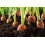 SAFLAX Geschenk Set - Möhren - Herbstkönig - Daucus - 1000 Samen 6