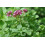 SAFLAX Geschenk Set - Oregano - Origanum - 1500 Samen 7