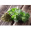 SAFLAX Geschenk Set - Oregano - Origanum - 1500 Samen 3