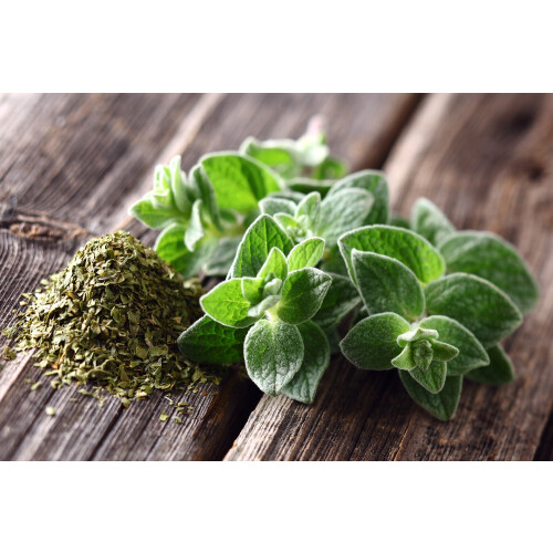 SAFLAX Geschenk Set - Oregano - Origanum - 1500 Samen 2