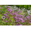 SAFLAX Geschenk Set - Oregano - Origanum - 1500 Samen 4