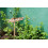 SAFLAX Geschenk Set - Oregano - Origanum - 1500 Samen 8