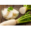 SAFLAX Geschenk Set - Rettich – Daikon - Raphanus - 100 Samen 6