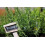 SAFLAX Geschenk Set - Rosmarin - Rosmarinus - 40 Samen 7