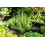 SAFLAX Geschenk Set - Rosmarin - Rosmarinus - 40 Samen 5
