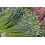 SAFLAX Geschenk Set - Schnittknoblauch - Allium - 100 Samen 6