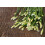 SAFLAX Geschenk Set - Schnittknoblauch - Allium - 100 Samen 7