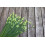 SAFLAX Geschenk Set - Schnittknoblauch - Allium - 100 Samen 4