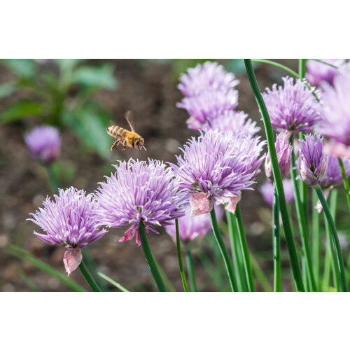 SAFLAX Geschenk Set - Schnittlauch - Allium - 250 Samen 1