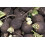 SAFLAX Geschenk Set - Rettich - Schwarzer - Raphanus - 100 Samen 6