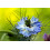 SAFLAX Geschenk Set - Schwarzkümmel - Nigella - 300 Samen 3