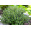 SAFLAX Geschenk Set - Thymian - Thymus - 800 Samen 3