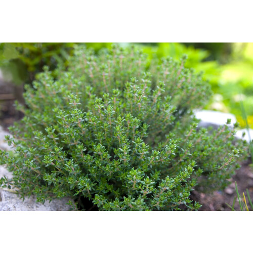 SAFLAX Geschenk Set - Thymian - Thymus - 800 Samen 2