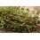 SAFLAX Geschenk Set - Thymian - Thymus - 800 Samen 6