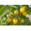 SAFLAX Geschenk Set - Tomate - Golden Queen - Solanum - 15 Samen 4