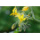 SAFLAX Geschenk Set - Tomate - Golden Queen - Solanum - 15 Samen 5