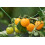 SAFLAX Geschenk Set - Tomate - Golden Queen - Solanum - 15 Samen 6