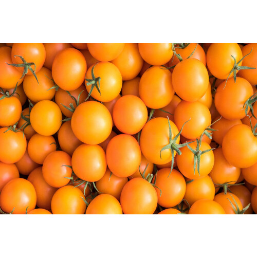 SAFLAX Geschenk Set - Tomate - Golden Queen - Solanum - 15 Samen 2