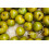 SAFLAX Geschenk Set - Tomate - Green Zebra - Solanum - 10 Samen 6