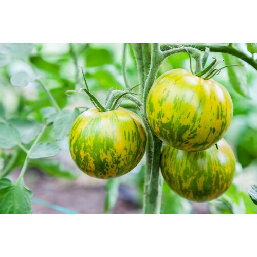 SAFLAX Geschenk Set - Tomate - Green Zebra - Solanum - 10 Samen 2