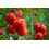 SAFLAX Geschenk Set - Tomate - Matina - Solanum - 10 Samen 7