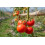 SAFLAX Geschenk Set - Tomate - Matina - Solanum - 10 Samen 6