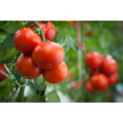 SAFLAX Geschenk Set - Tomate - Matina - Solanum - 10 Samen 2