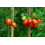 SAFLAX Geschenk Set - Tomate - Borghese - Solanum - 10 Samen 4